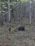 t-mybear1