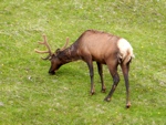 t-deer