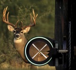 t-HS-Deer