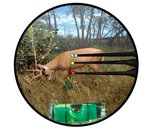 t-PNPaim30yd