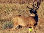 t-muleylookback